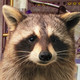The pesky raccoon that has turned the ISS (below) upside down.